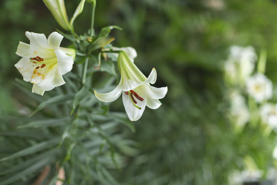 岷江百合