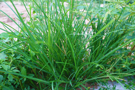 草