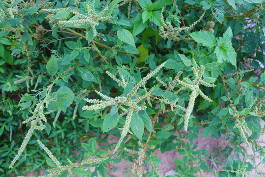 草