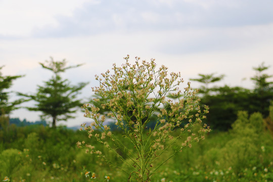 花