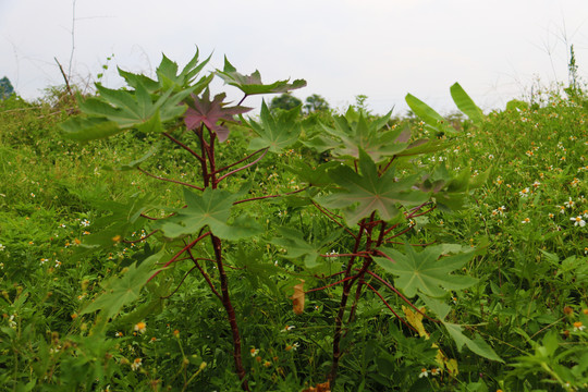 植物