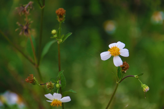 花