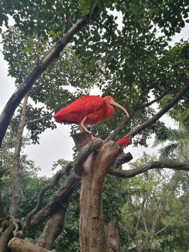 红鹮鸟