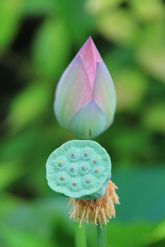 莲蓬与荷花花苞