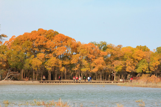 胡杨林河边美景