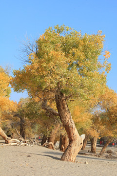 胡杨林