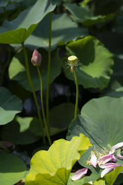 荷花