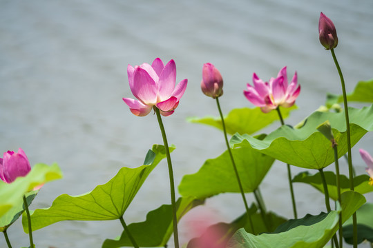 荷花
