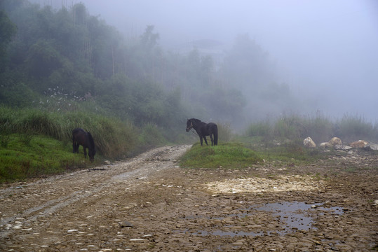 晨雾中的马匹
