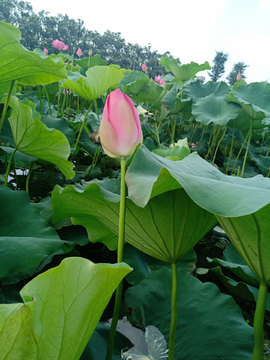 荷花