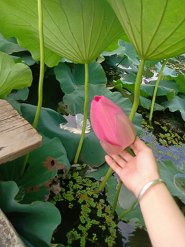 荷花