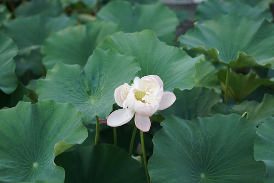 大明湖