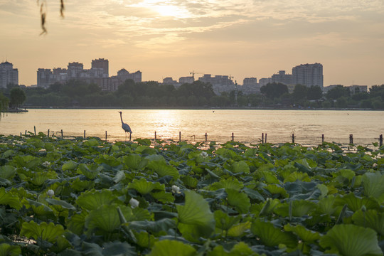 大明湖