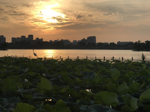大明湖