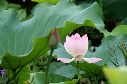 荷花