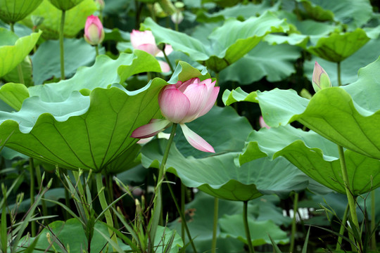 荷花