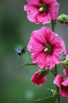 鲜花丛中悬停忙碌的蜜蜂