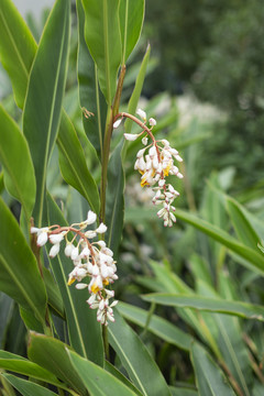 沙仁花