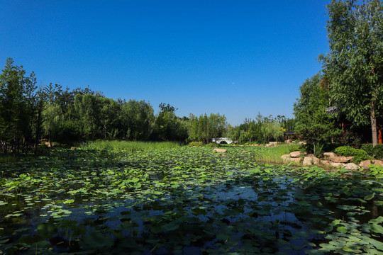 夏至小暑