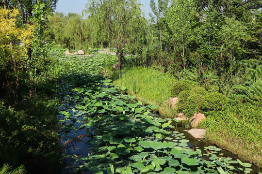 夏至小暑