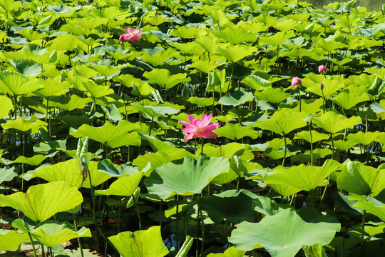 夏至小暑