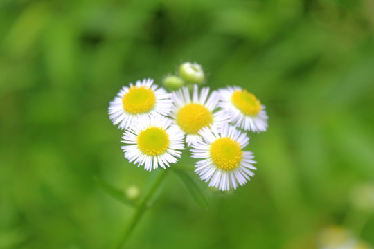 毛山菊