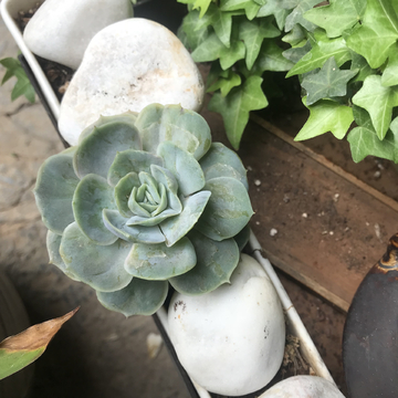 多肉植物