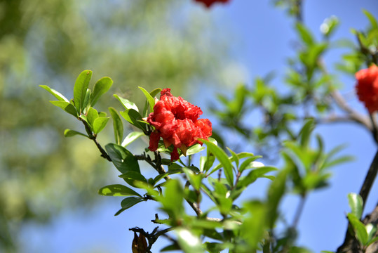 石榴花