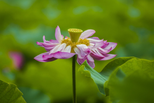 荷花