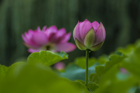 荷花