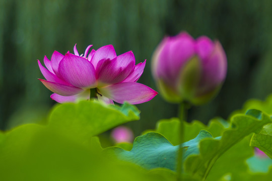 荷花