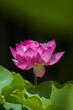 荷花