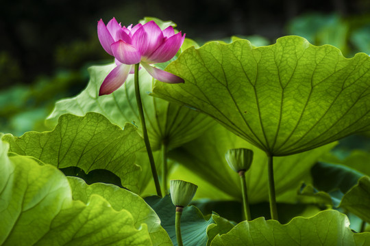 荷花