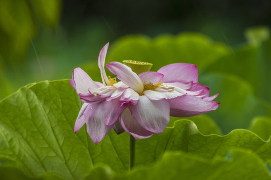 荷花