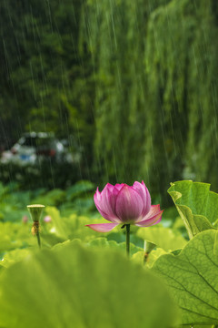 荷花