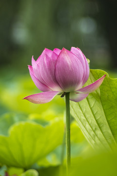 荷花