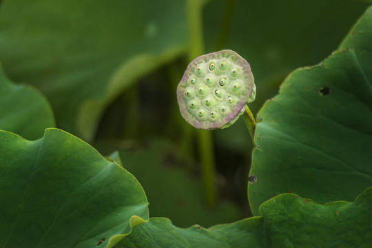 荷花