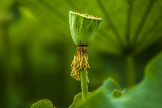 荷花