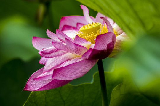荷花
