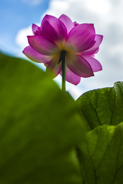 荷花