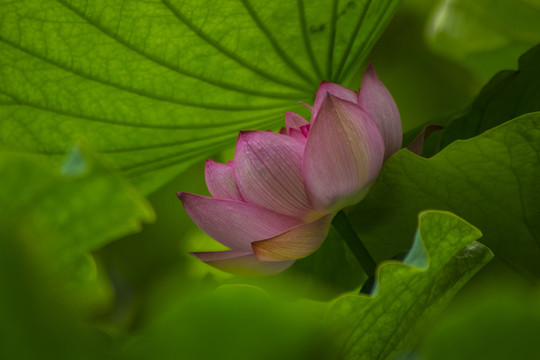 荷花