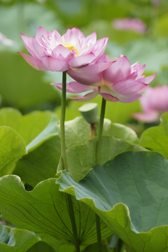 荷花