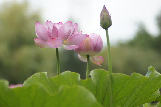 荷花