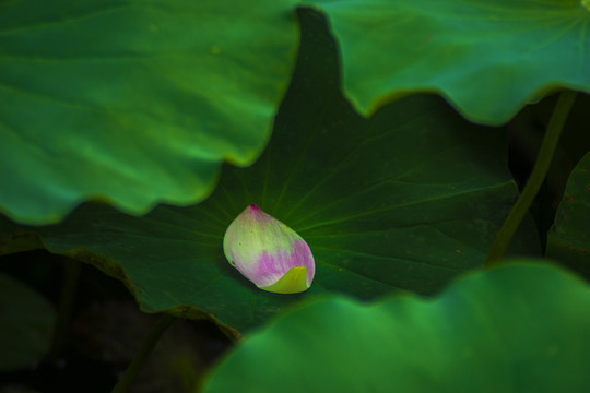 荷花