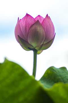 荷花