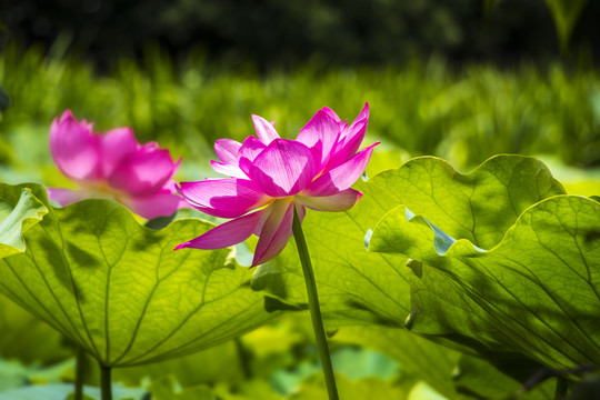 荷花