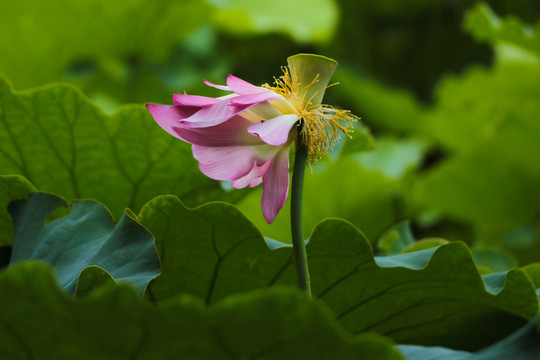 荷花