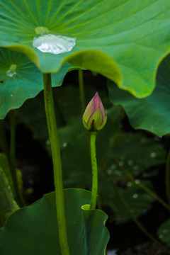 荷花