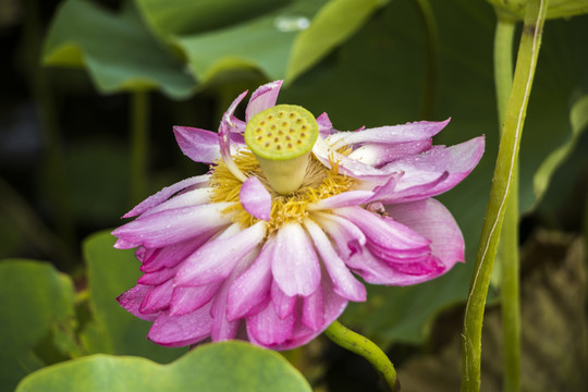 荷花