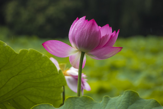 荷花